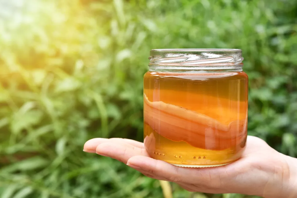 bà bầu uống trà kombucha