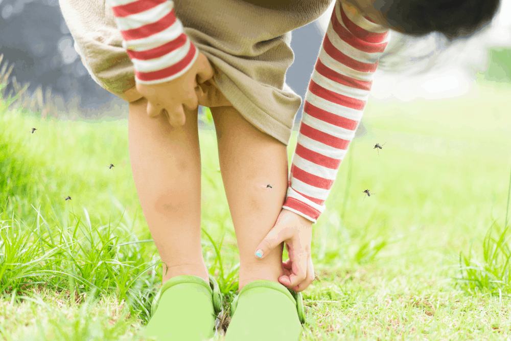 phòng bệnh sốt xuất huyết tránh bị muỗi đốt 1105211207