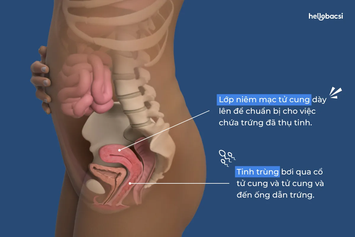 Cơ thể mẹ thay đổi thế nào ở tuần thai kỳ thứ 2