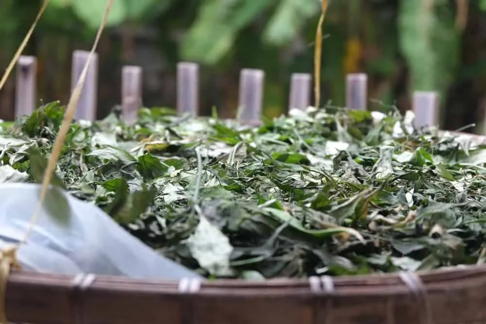 Dược liệu xuyên tâm liên