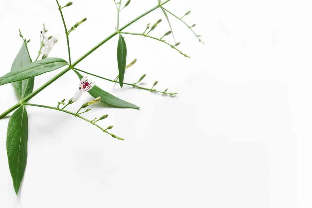 Liều dùng của xuyên tâm liên là gì