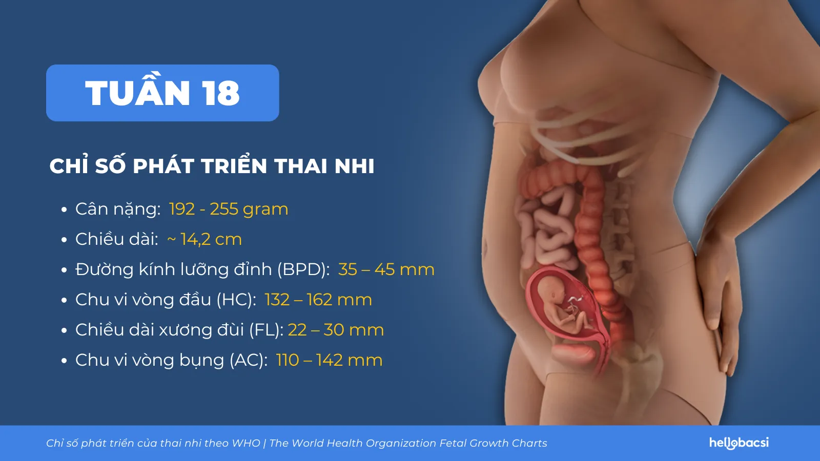 Chỉ số phát triển thai nhi tuần thứ 18