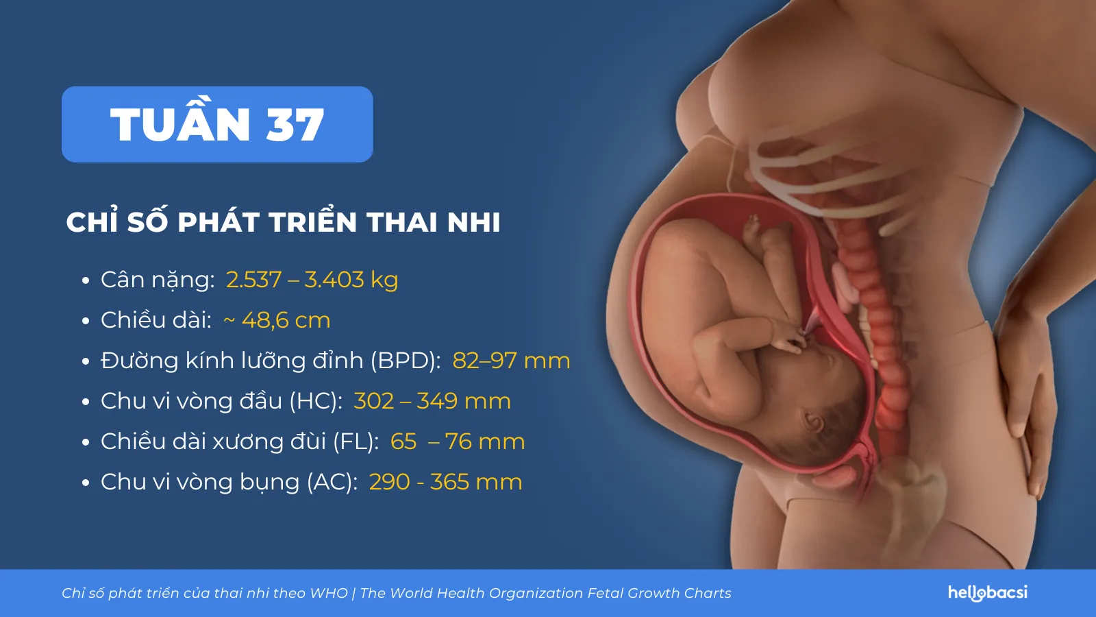 Chỉ số phát triển thai nhi 37 tuần