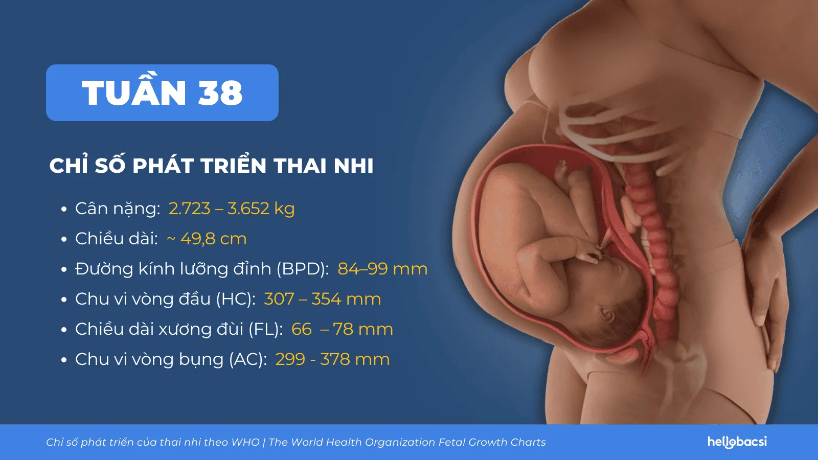 Chỉ số phát triển thai nhi tuần thứ 38