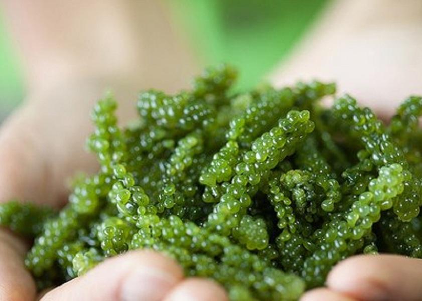 Tăng cân bằng tảo xoắn Spirulina