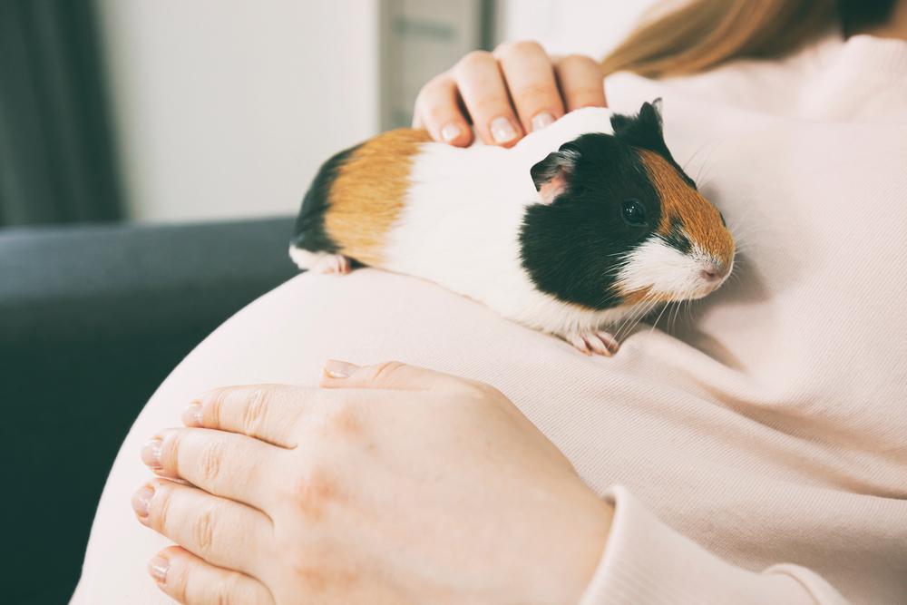 mẹ bầu nuôi chuột