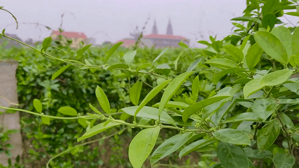 dây thìa canh chữa tiểu đường