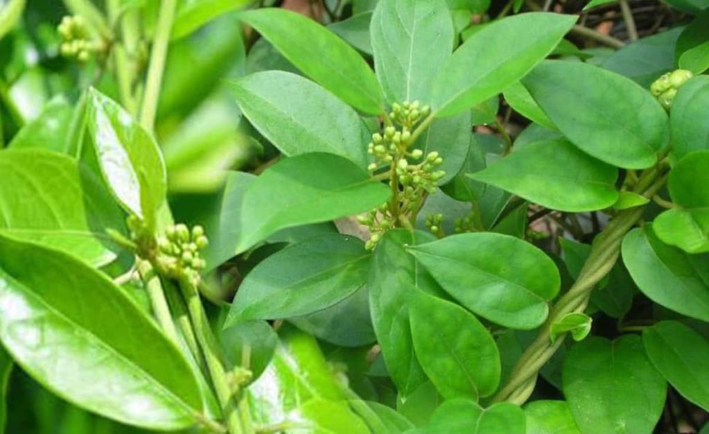 dây thìa canh chữa tiểu đường 4