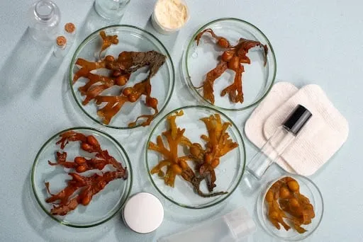 Tác dụng của tảo nâu giúp da đẹp