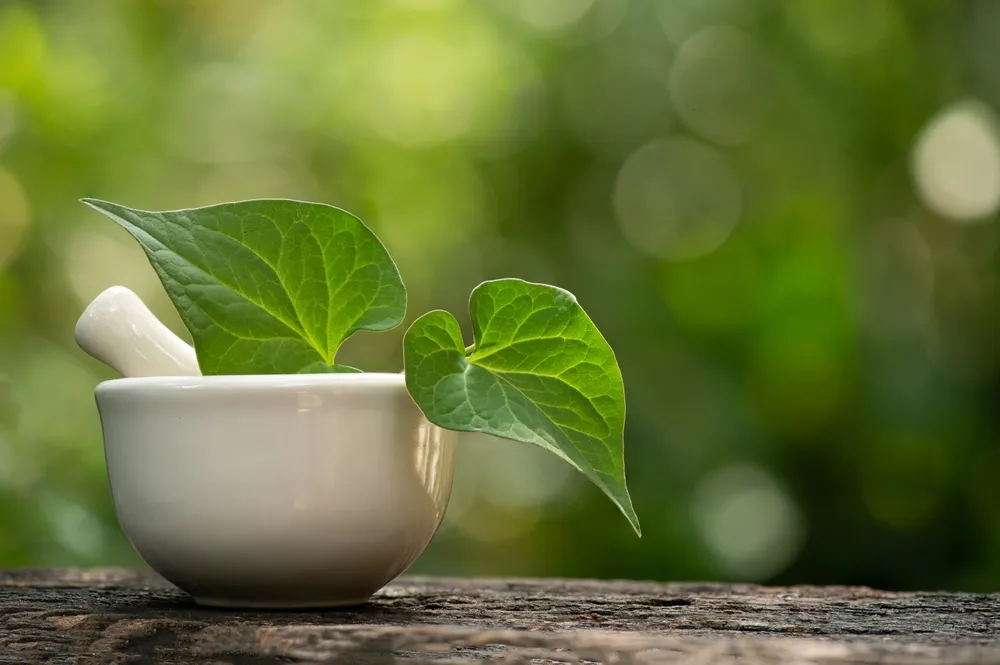 Cách hạ sốt cho trẻ sơ sinh và trẻ nhỏ bằng rau diếp cá