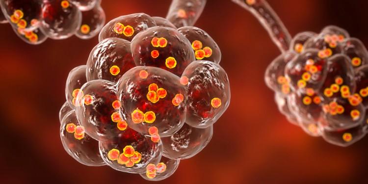 hình ảnh tụ cầu khuẩn