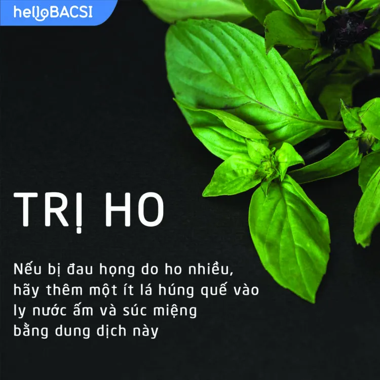 Rau húng quế có tác dụng trị ho