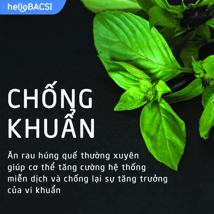 Rau húng quế có tác dụng chống khuẩn