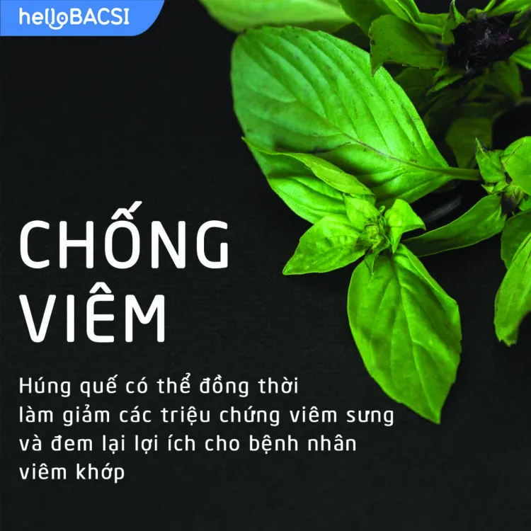 Rau húng quế có tác dụng chống viêm