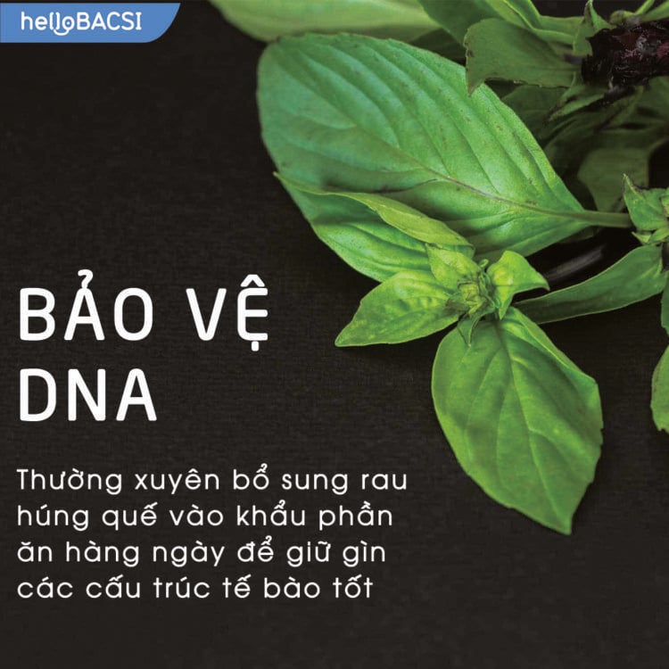 Rau húng quế có tác dụng bảo vệ cấu trúc DNA