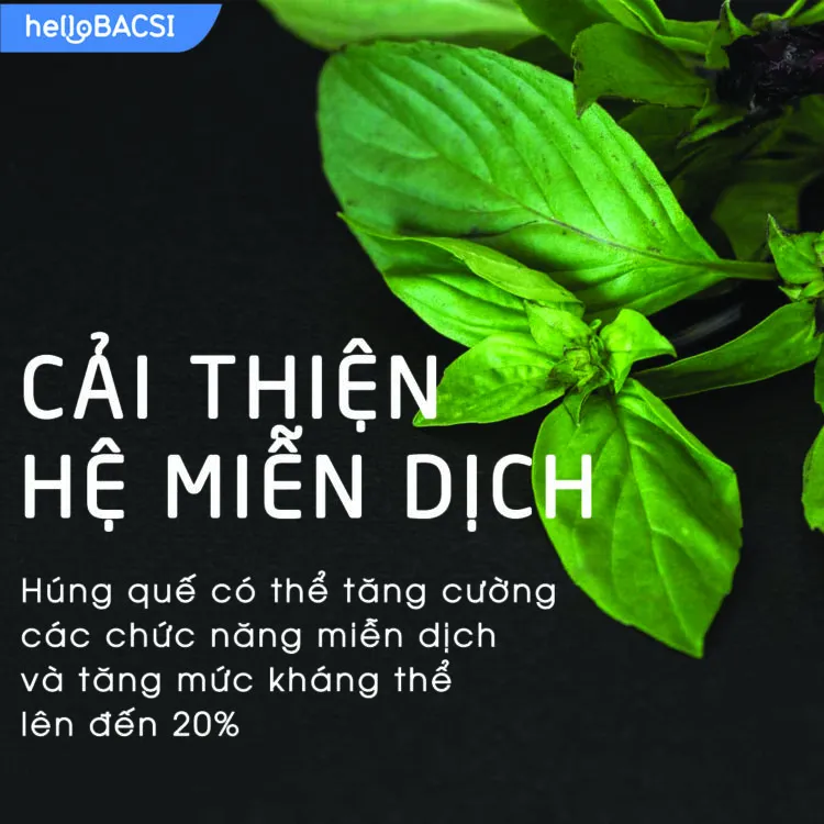 Rau húng quế có tác dụng cải thiện hệ miễn dịch