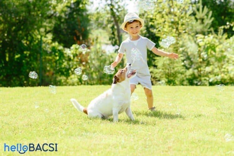 phòng ngừa chó căn