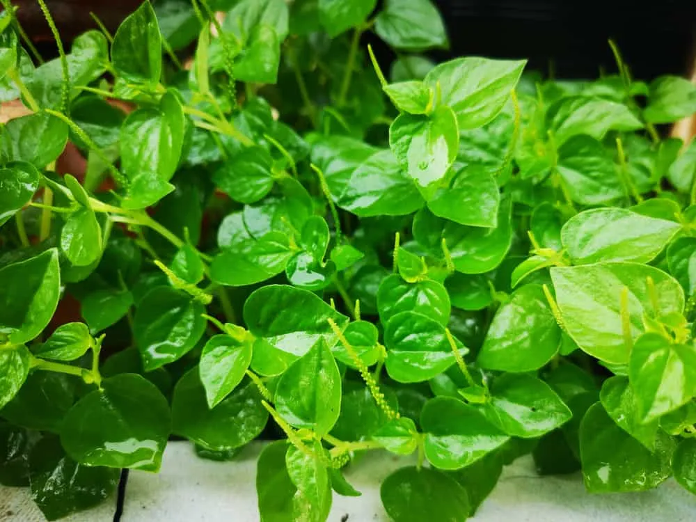 công dụng rau càng cua