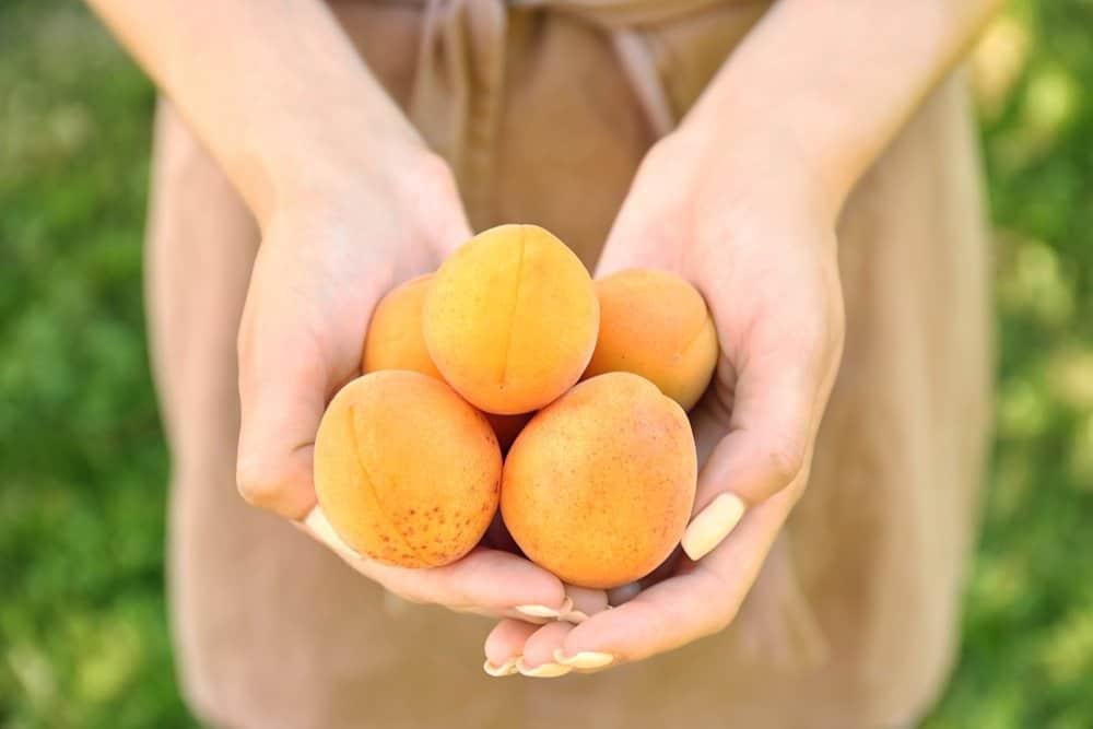 mẹ bầu ăn quả mơ