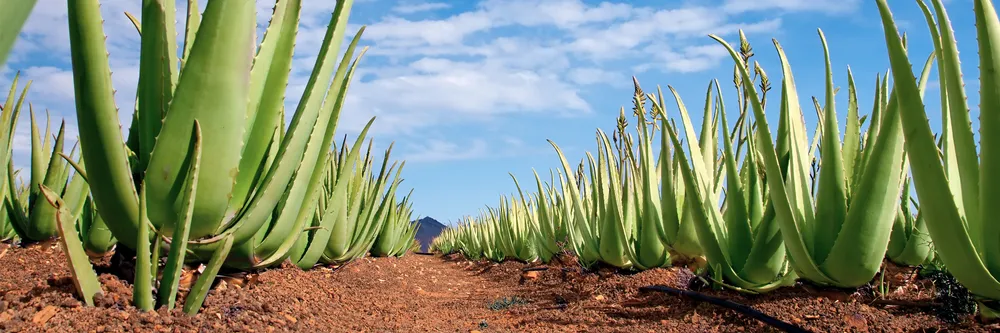tác dụng phụ của nha đam lô hội