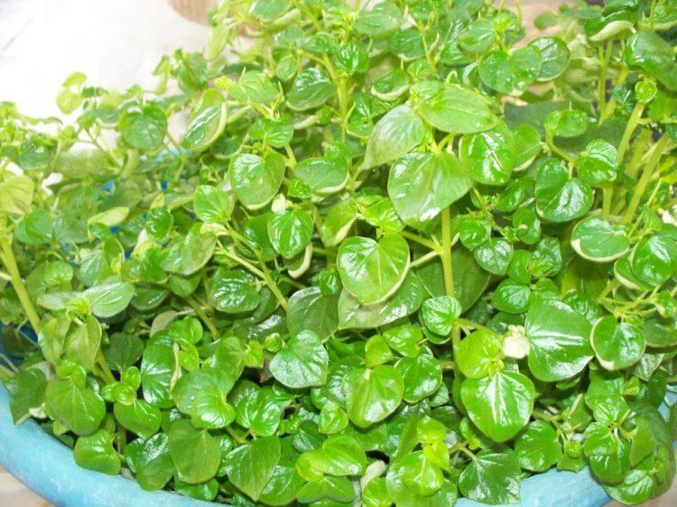 Rau càng cua - Thảo dược “vàng