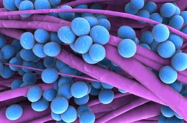 tụ cầu staphylococcus có thể là nguyên nhân bệnh đau mắt đỏ