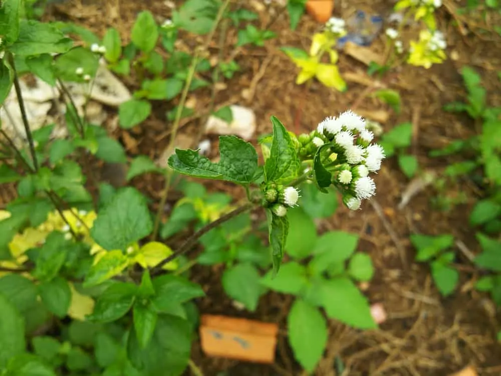 cây hoa cứt lợn