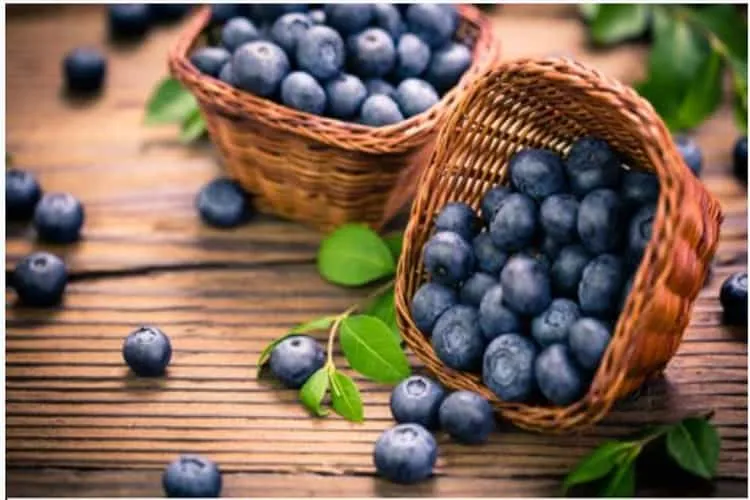 tác dụng của quả việt quất