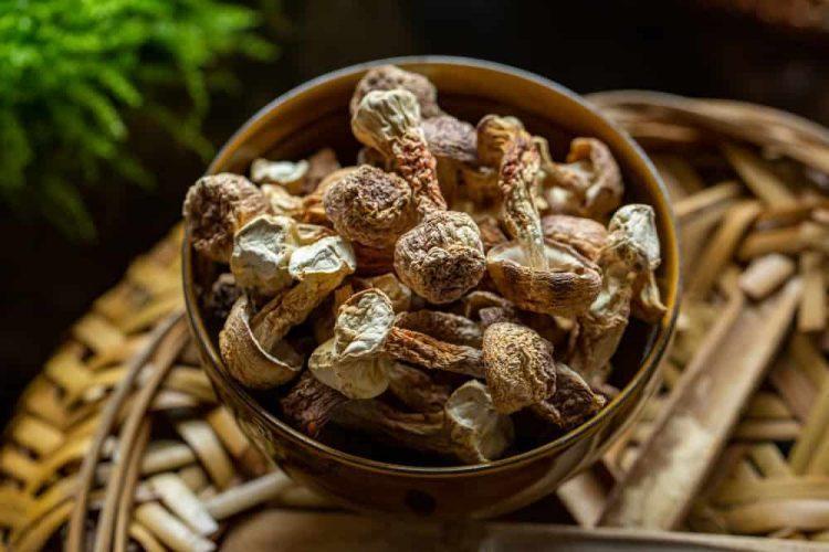 liều dùng nấm agaricus