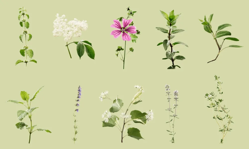 Hỗn hợp chiết xuất 10 thảo dược tự nhiên trong Ricola