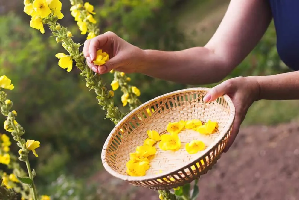 trị nghẹt mũi khó thở với cây thảo bản bông vàng