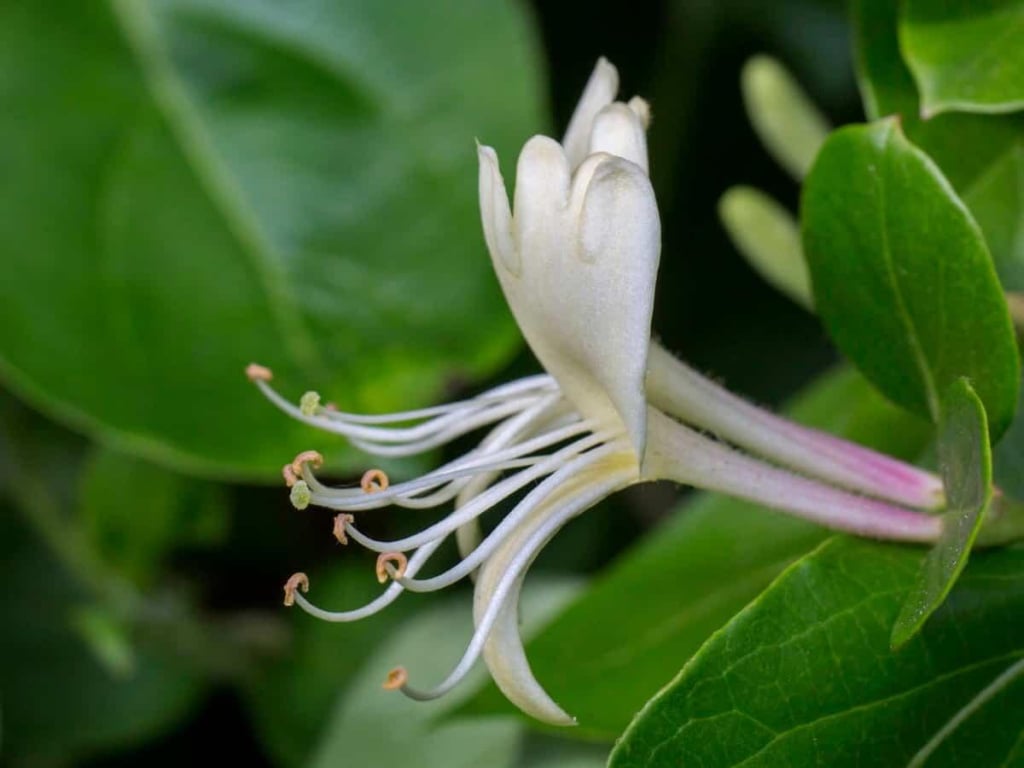 cây kim ngân hoa có thể tương tác với thuốc tây