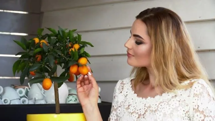 Lợi ích của quả tắc đối với sức khỏe