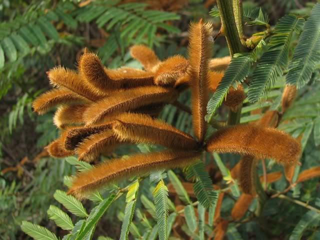 Cây mắt mèo gây ngứa