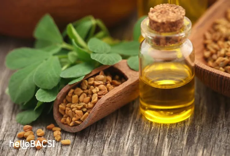 Cỏ cà ri giúp hạ đường huyết