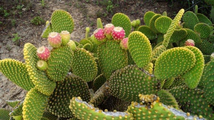 xương rồng lê gai