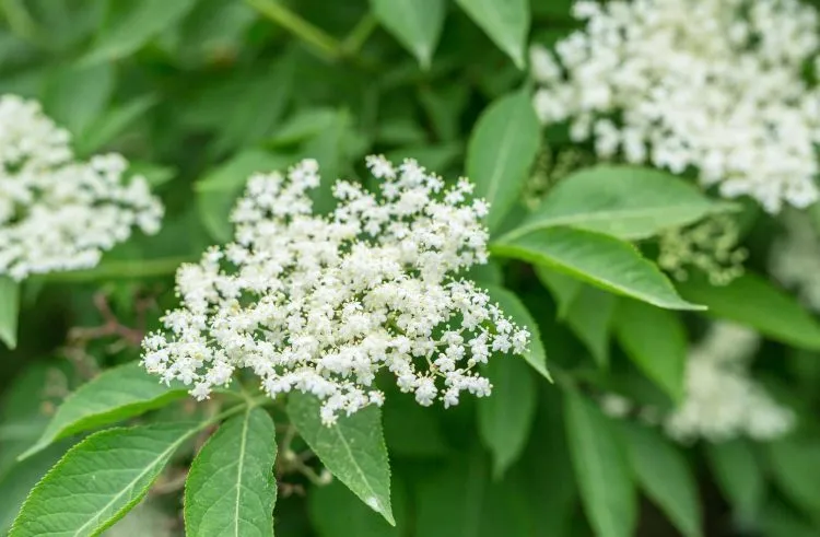 liều dùng hoa cơm cháy