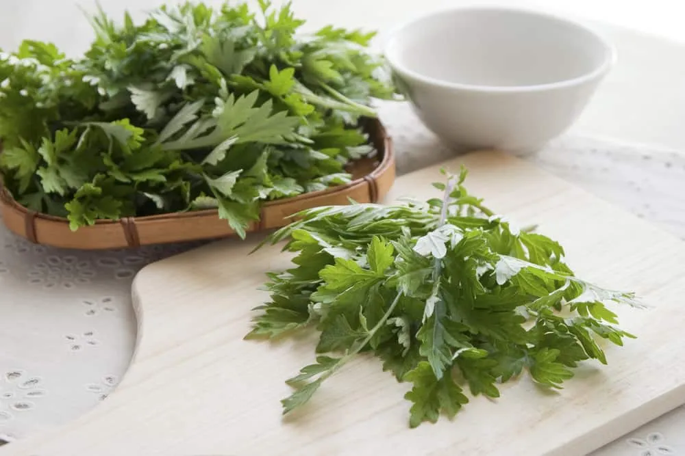 ngải cứu có tác dụng gì