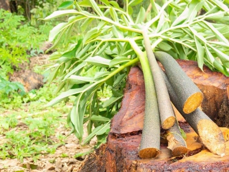 thảo dược glucomannan