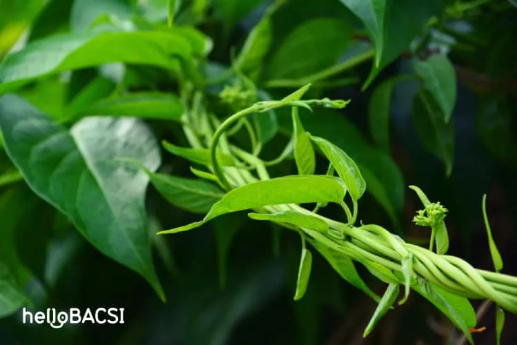 cây dây thìa canh