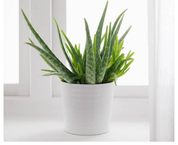 dùng lô hội cho bé