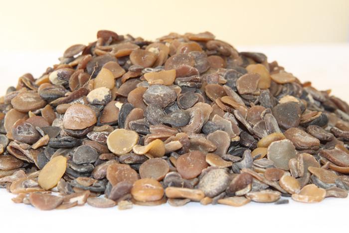 Hạt mã tiền được dùng làm thuốc