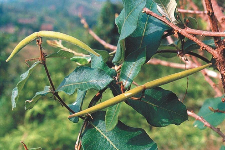 hà thủ ô có tác dụng gì