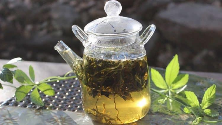 trà giảo cổ lam