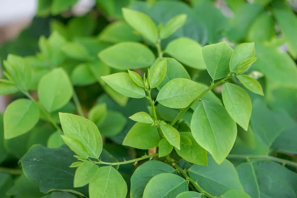 Rơ lưỡi cho trẻ sơ sinh bằng rau ngót