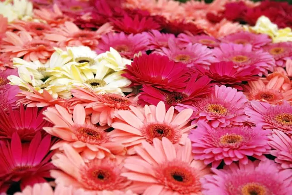 cây trồng trong nhà