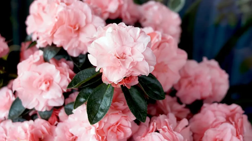 cây trồng trong nhà