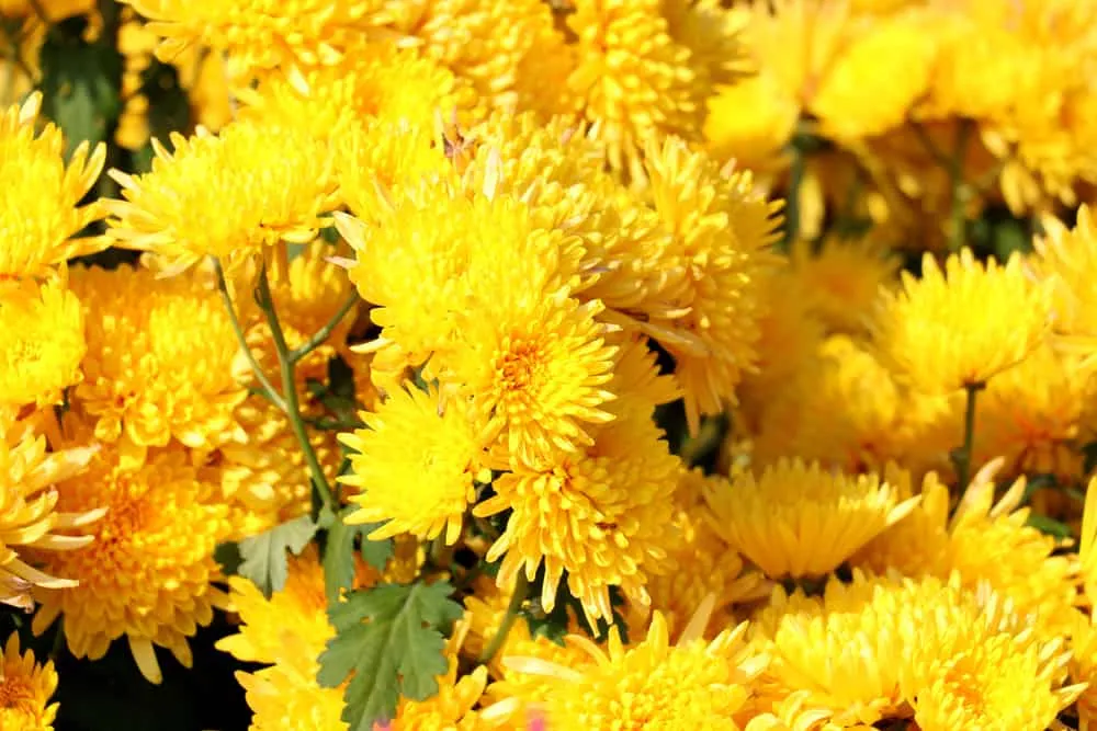 cây trồng trong nhà