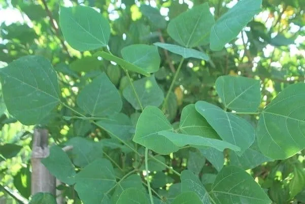 Cách chữa bệnh trĩ tại nhà bằng lá vông