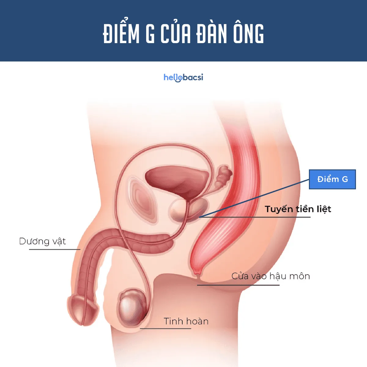 Điểm G là gì? Vị trí điểm G của đàn ông